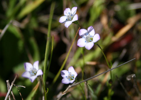Los Angeles Gilia, Gilia angelensis